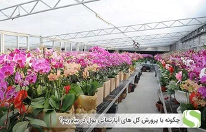 دفتر آرال سو کرج