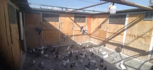 بام کنگاور