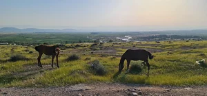 کازرون بالاده