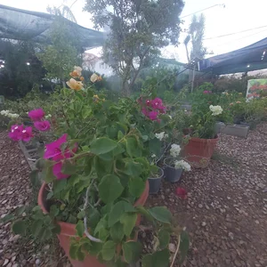 نمایشگاه گل و گیاه جنوب