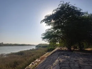 بوستان جنگلی