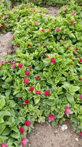 گلسرای پردیسان 3