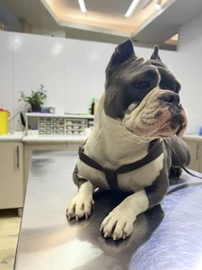 Zhaveh Pet Shop
