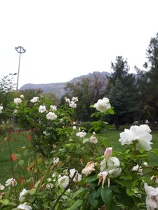 پارک پردیس 5