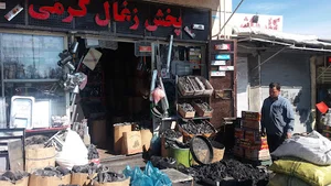 پخش ذغال سپیدار(کرمی)