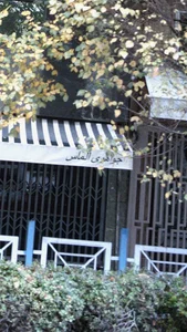 جواهری الماس