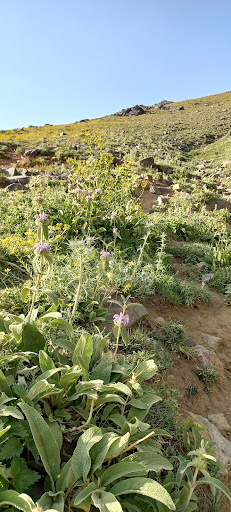 عطاری طبیعت