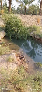 تپه چاه معلم (مسلم)