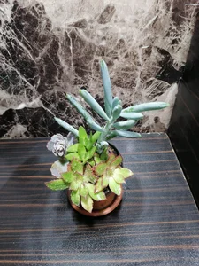 🌺🌺گل فروشی اینترنتی پکهای پنج تایی آپارتمانی 🌺🌺 5