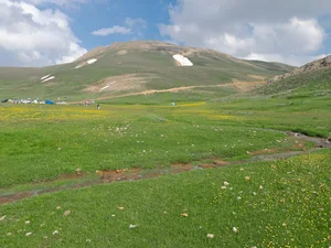 ارشد چمن