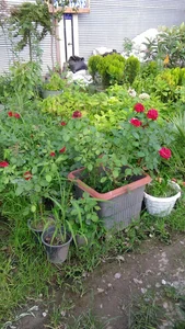 گل وگیاه مبینی