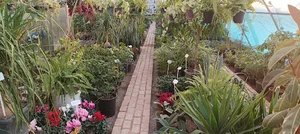 گل و گیاه هایکو