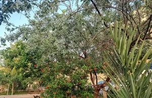 پارک رضوان‌ 2