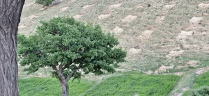امامزاده امیر جهان
