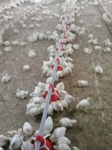 مرغداری پرطلای سجاس