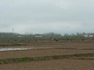 استان گیلان ، جاده سنگر - سیاهکل ،روستای بادان محله پاشاکی