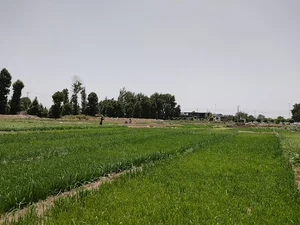 انواع سبزی تازه با آب موتور