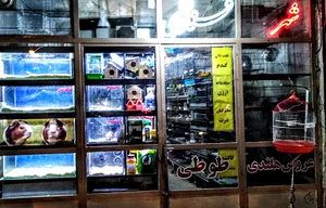 پرنده فروشی شهر قناری