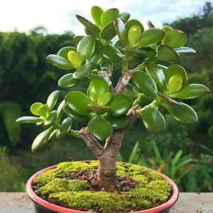 گلسرای سایلنت راک 3