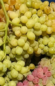 باغ انگورى خوشه طلاى موسوي..