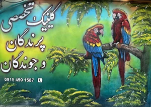 کلینیک پرندگان کوکو