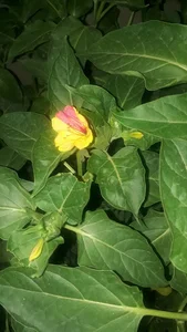 مرکز پخش گلدان