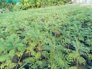 As Salamah