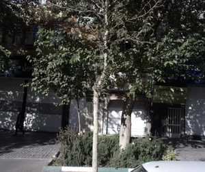 نمایشگاه اتومبیل عسل