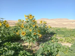 عسل فروشی(ویسی)