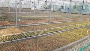 گلخانه آیدین کاکتوس