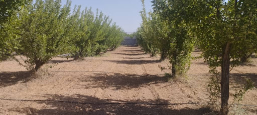 باغ آقای میثم فرزانه