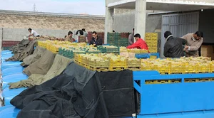 سردخانه موسوی شاهرود