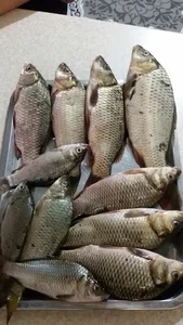 لوازم ماهیگیری حسن زاده