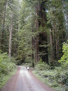 بوستان هنر