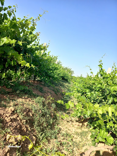 باغ انگور حسن سعیدی