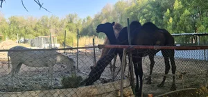 Al Buainain Farm
