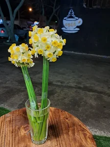 کافه کاج🌲☕️ 5