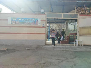 گلاب نرگس کعبه