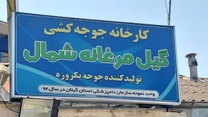 جوجه کشی گیل مرغانه