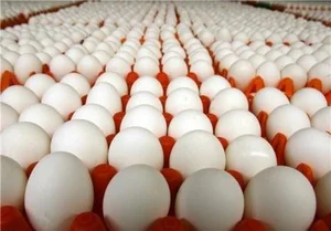 مرکز پخش تخم مرغ روز 2