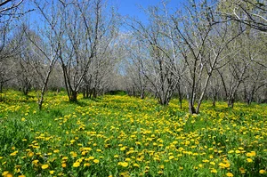 پارک مرغستان