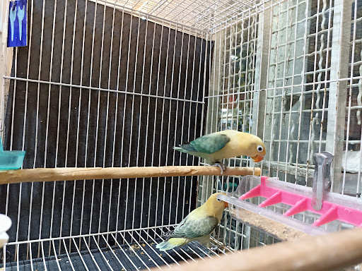 پرنده سرای ققنوس