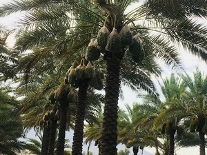 نخلستان رحیم خان باقری