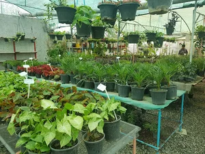 گلخانه زندگی سبز