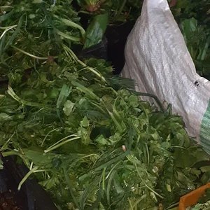 پخت روزانه سبزی قورمه 4