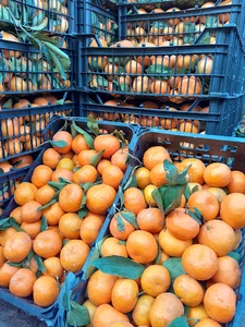 میوه سرای آذربایجان (میوه آنلاین کرج)