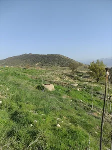 کشتارگاه صنعتی دام یاسوج