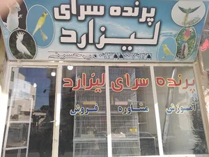 پرنده سرای لیزارد