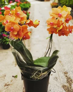 گلفروشی پدرام 3