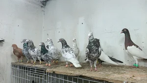 پرنده سرای دایی پوریا